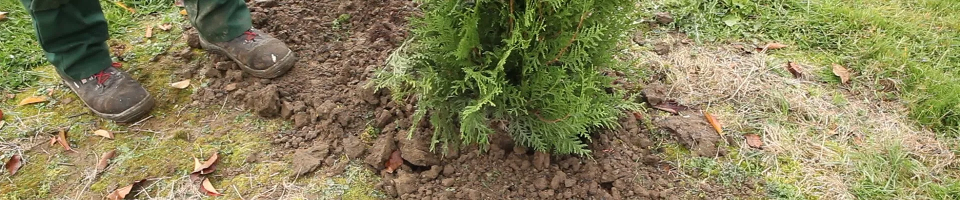 Lebensbaum - Einpflanzen im Garten (thumbnail) Lebensbaum - Einpflanzen im Garten (thumbnail)