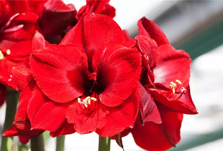Hippeastrum 'Grand Diva' Hippeastrum 'Grand Diva'
