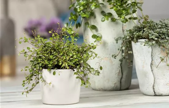 Mühlenbeckia - eine Zierde für drinnen und draußen Mühlenbeckia - eine Zierde für drinnen und draußen