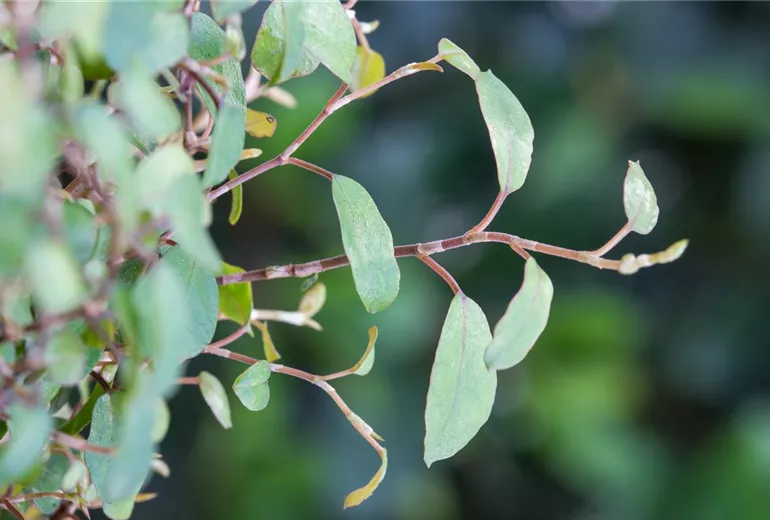 Muehlenbeckia complexa Muehlenbeckia complexa