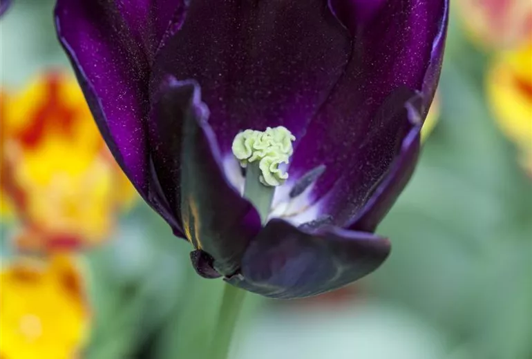 Tulipa 'Königin der Nacht'