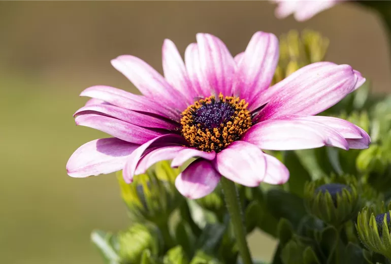 Osteospermum ecklonis, rosa Osteospermum ecklonis, rosa