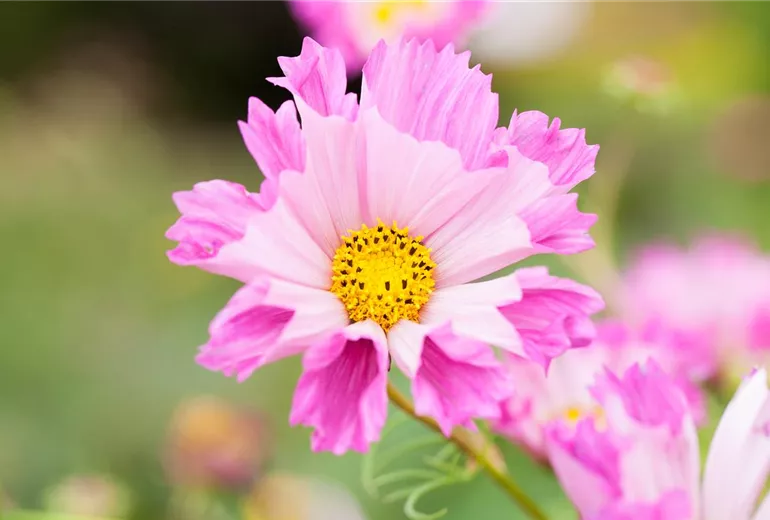 Cosmos bipinnatus 'Double Click' Cosmos bipinnatus 'Double Click'