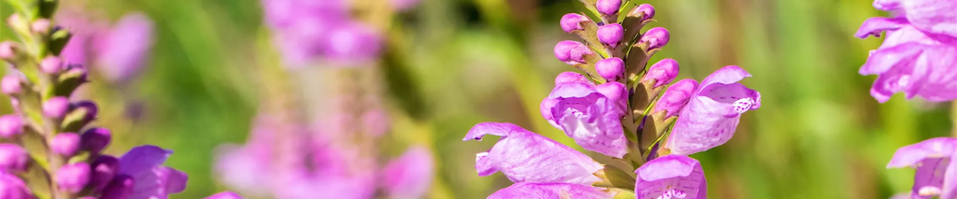 Gelenkblume - Einpflanzen im Garten (thumbnail) Gelenkblume - Einpflanzen im Garten (thumbnail)