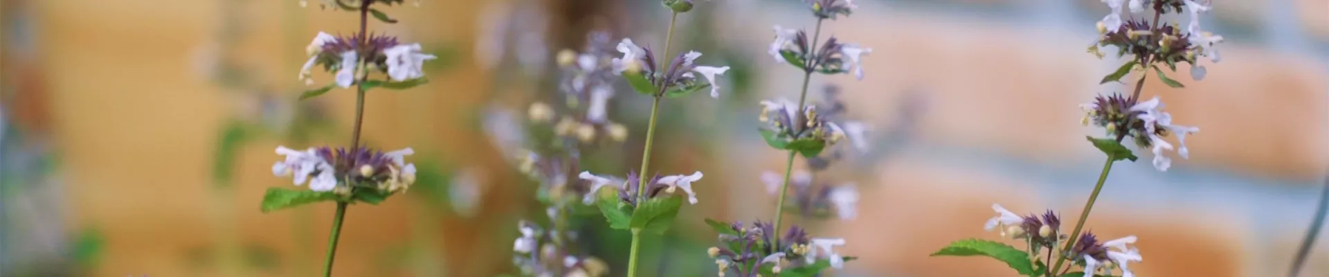 Katzenminze - Einpflanzen im Garten (thumbnail) Katzenminze - Einpflanzen im Garten (thumbnail)