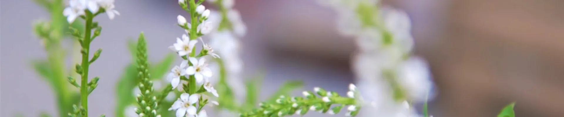 Schneefelberich - Einpflanzen im Garten (thumbnail) Schneefelberich - Einpflanzen im Garten (thumbnail)