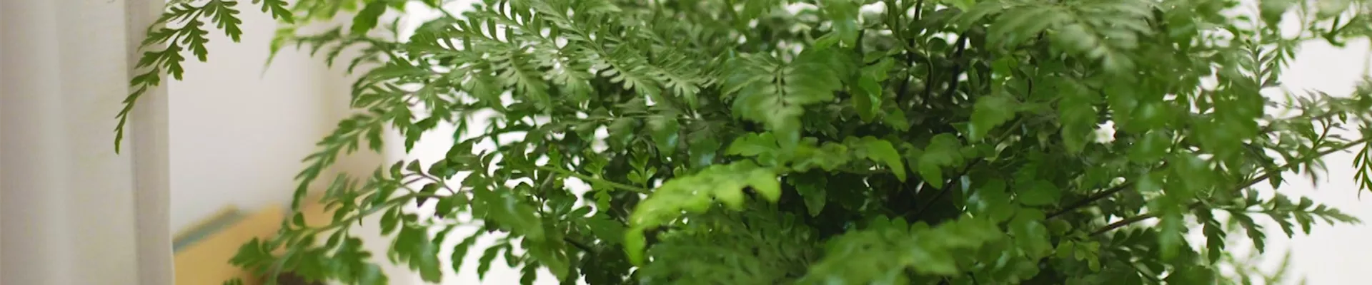 Nestfarn - Einpflanzen in ein Gefäß (thumbnail) Nestfarn - Einpflanzen in ein Gefäß (thumbnail)