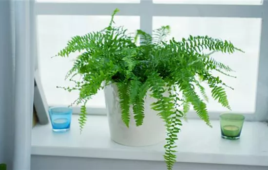 Schwertfarn - Einpflanzen in ein Gefäß Schwertfarn - Einpflanzen in ein Gefäß