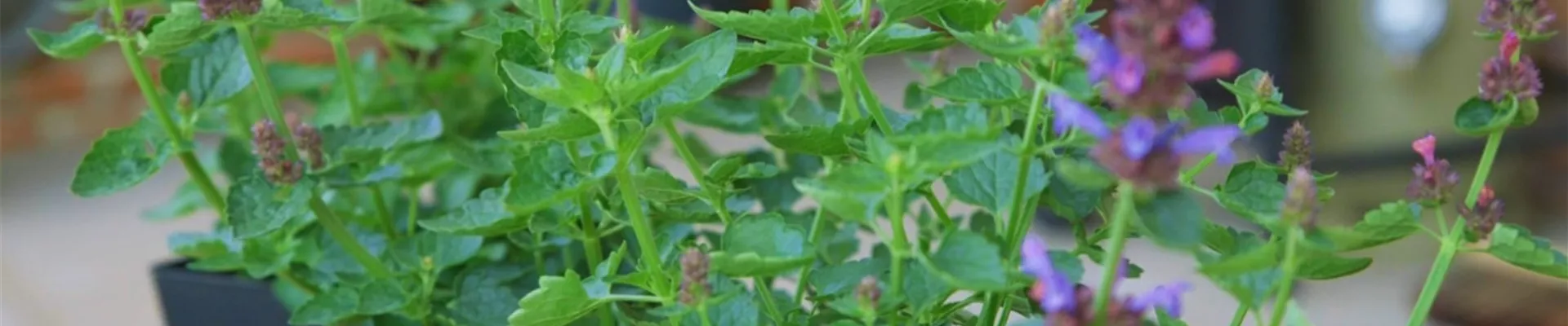 Duftnessel - Einpflanzen im Garten (thumbnail2) Duftnessel - Einpflanzen im Garten (thumbnail2)