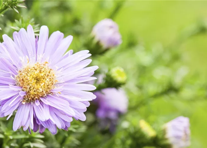 Astern - Einpflanzen im Garten Astern - Einpflanzen im Garten