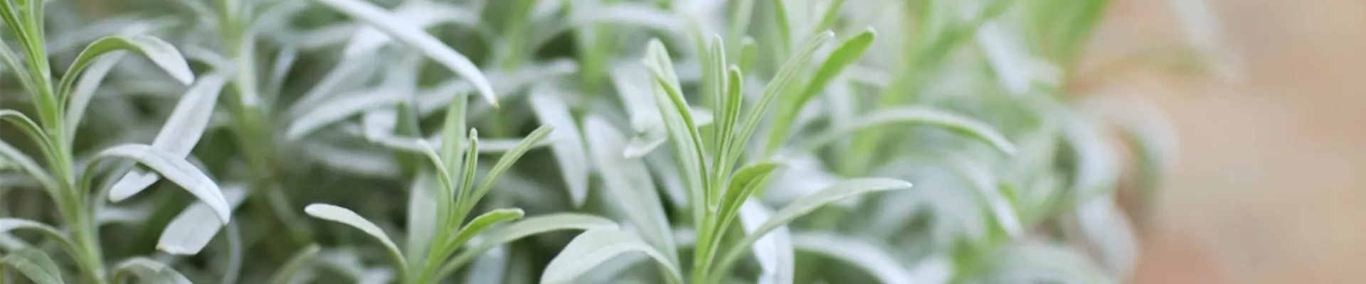 Lavendel - Umtopfen (thumbnail2) Lavendel - Umtopfen (thumbnail2)