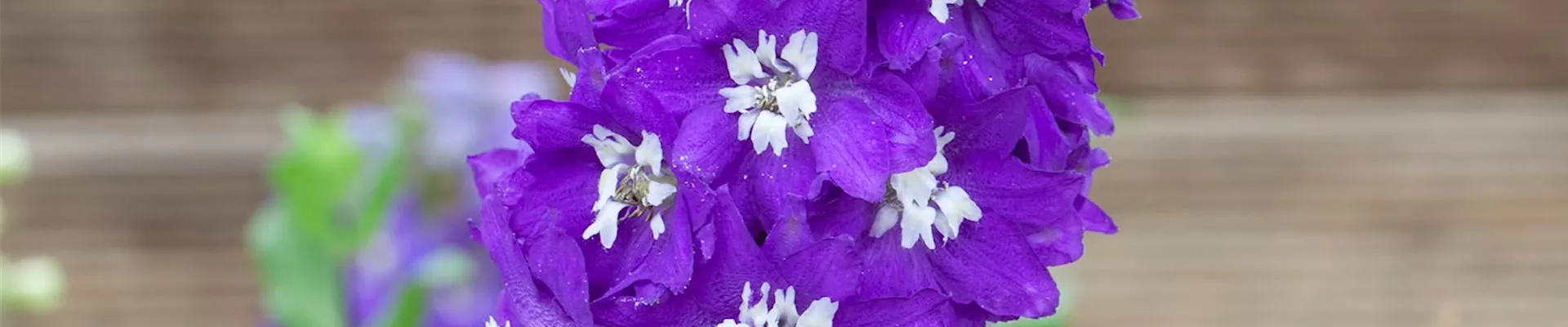 Rittersporn - Einpflanzen im Garten (thumbnail) Rittersporn - Einpflanzen im Garten (thumbnail)