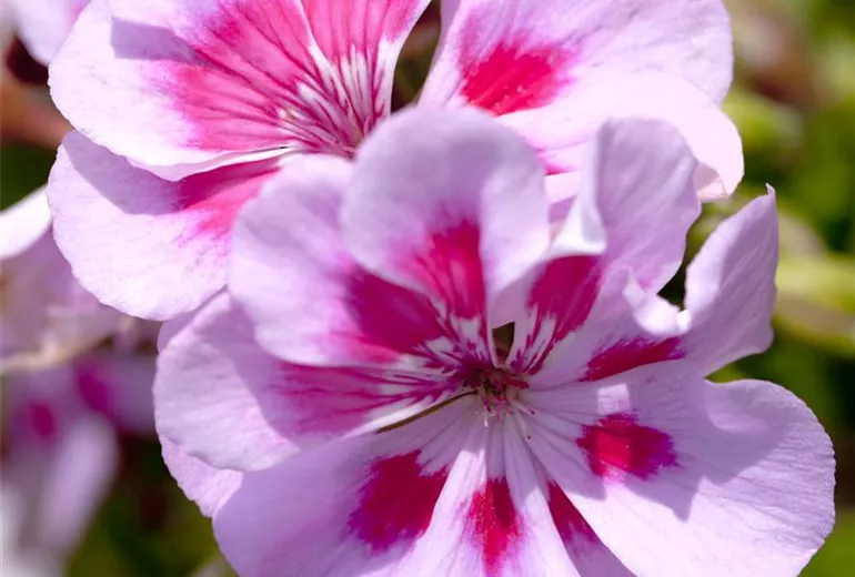 Pelargonium Pelargonium