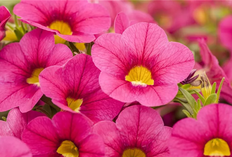 Calibrachoa Calitastic™ Calibrachoa Calitastic™