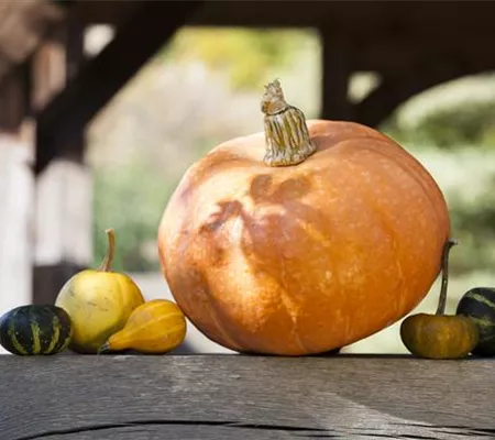 Kürbisernte Kürbisernte