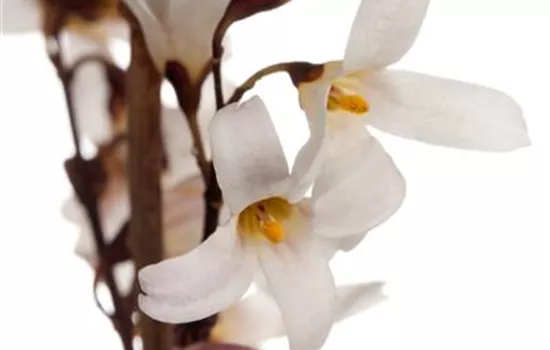Abeliophyllum distichum