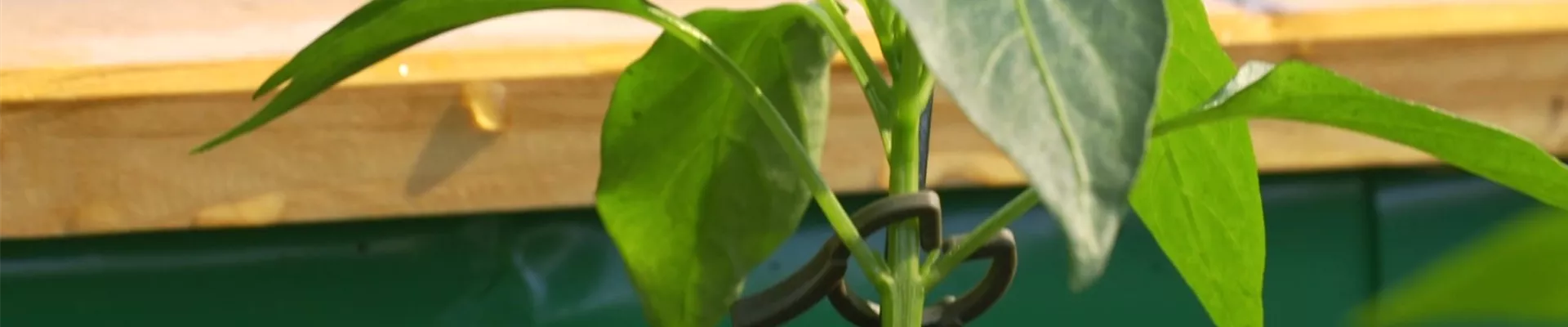 Gemüse-Paprika - Einpflanzen im Hochbeet (Thumbnail)