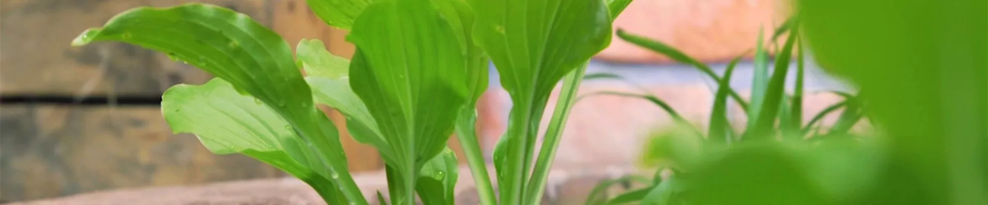 Funkie - Einpflanzen im Garten (Thumbnail) Funkie - Einpflanzen im Garten (Thumbnail)