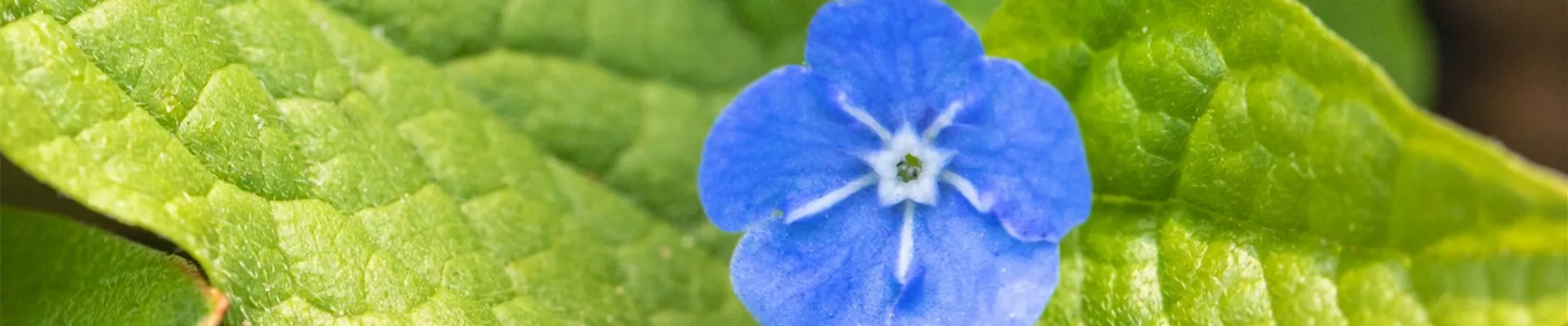 Gedenkemein - Einpflanzen im Garten (Thumbnail) Gedenkemein - Einpflanzen im Garten (Thumbnail)