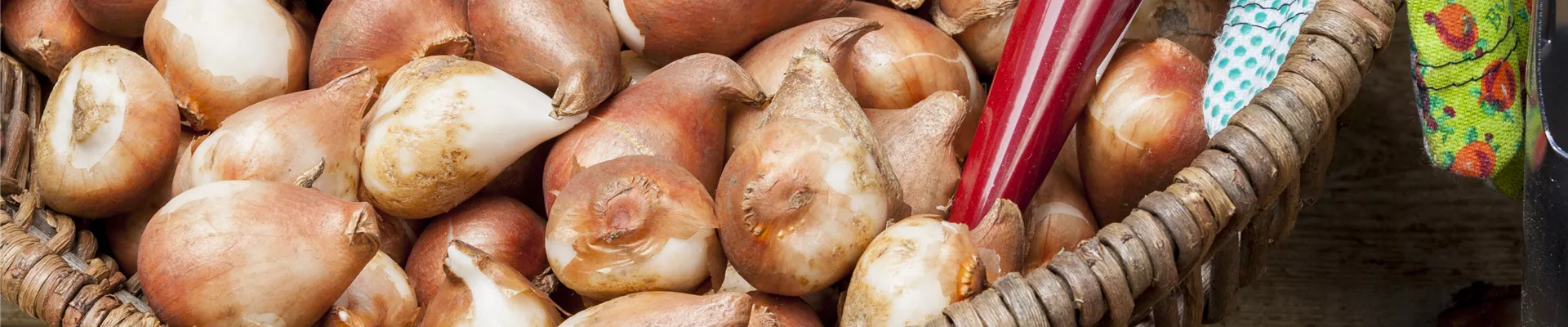 Hyacinthus Hyacinthus