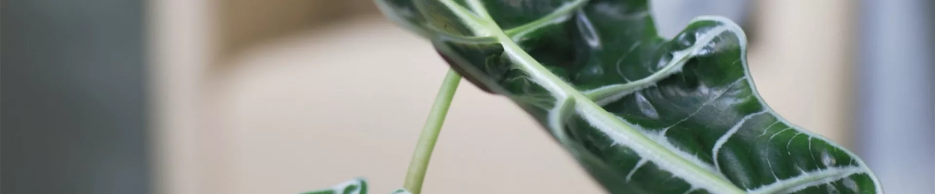 Pfeilblatt - Umtopfen (Thumbnail)