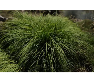 Carex montana Carex montana