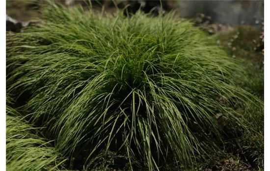 Carex montana