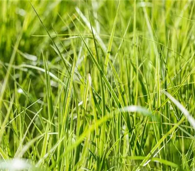 Carex grayi Carex grayi