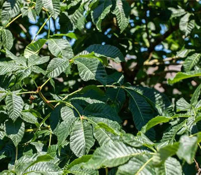 Aesculus parviflora Aesculus parviflora