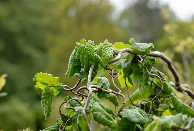 Corylus avellana 'Contorta' Corylus avellana 'Contorta'