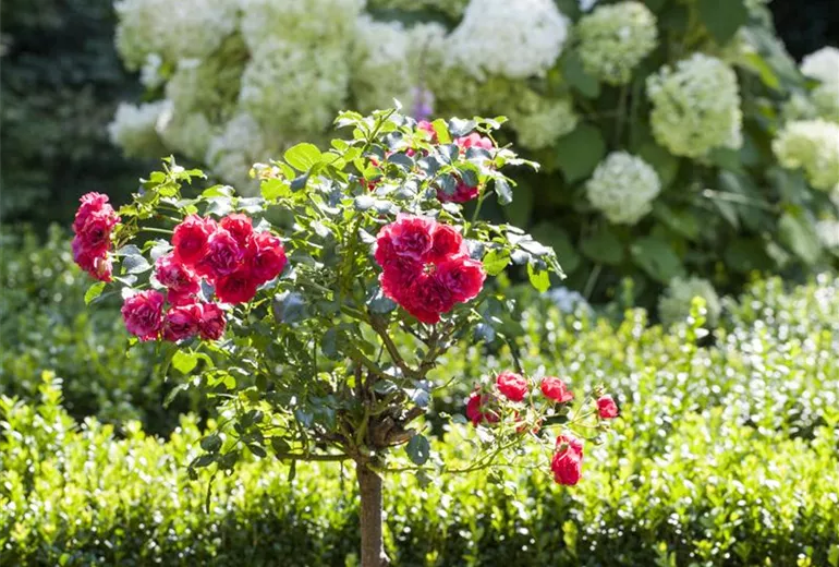 Buxus, Rosa, Hydrangea paniculata Buxus, Rosa, Hydrangea paniculata