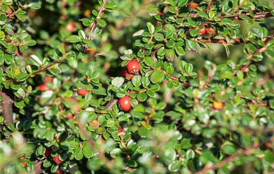 Cotoneaster divaricatus