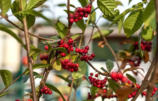 Cotoneaster salicifolius floccosus