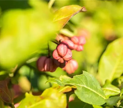 Euonymus europaeus Euonymus europaeus