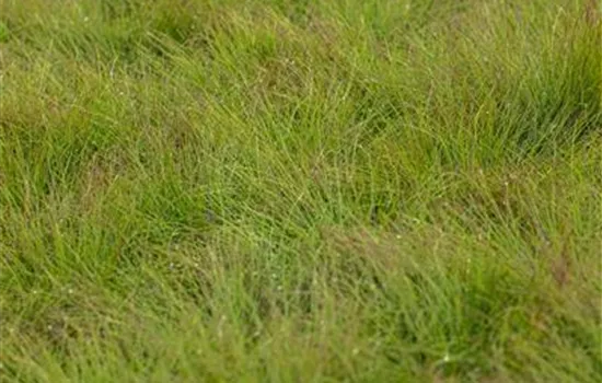 Festuca amethystina