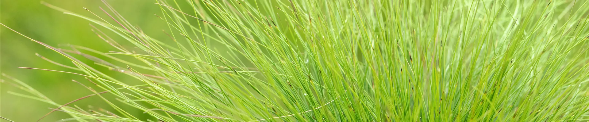 Festuca amethystina Festuca amethystina