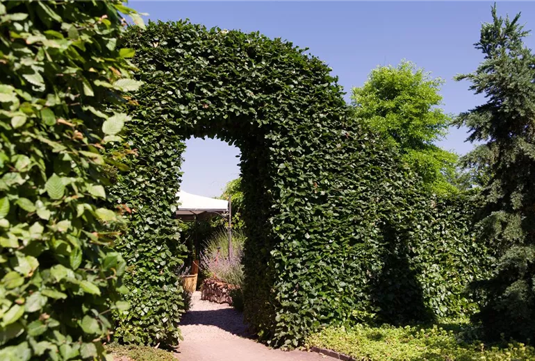 Carpinus betulus Carpinus betulus