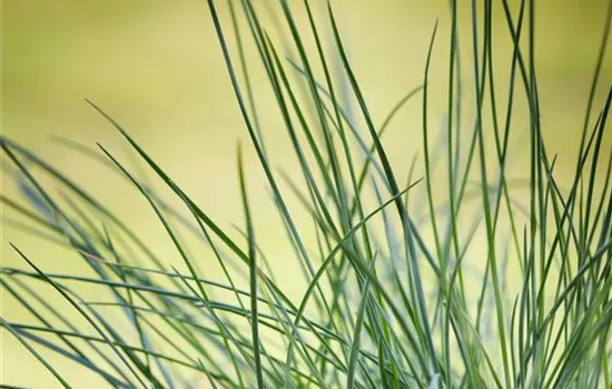 Festuca ovina