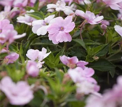 Impatiens Impatiens