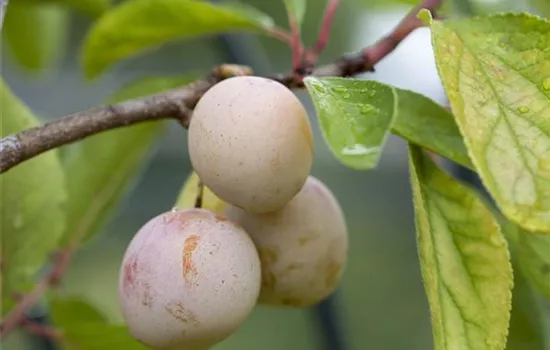 Prunus dom.'Mirabelle von Nancy' CAC