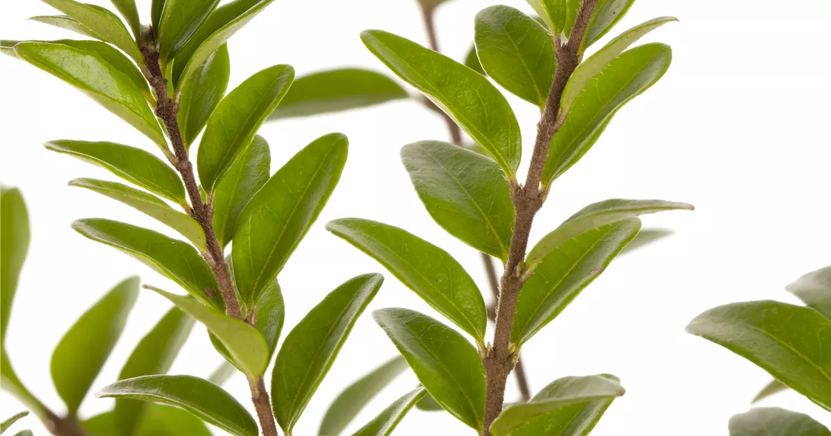 philodendron dean mcdowell Philodendron 'dean Mcdowell' main image 1
