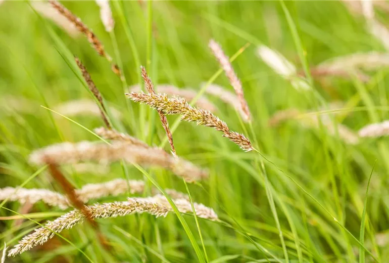 Melica ciliata Melica ciliata