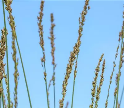 Molinia caerulea 'Heidebraut'