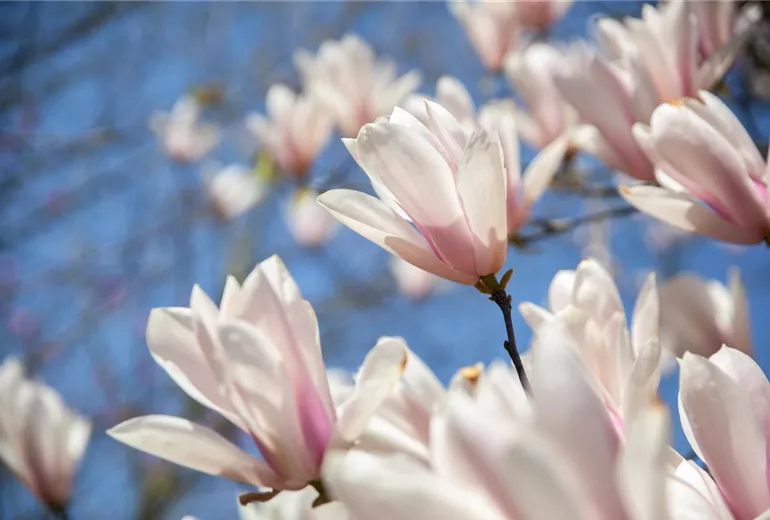 Magnolia x soulangiana Magnolia x soulangiana