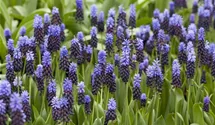 Muscari blau