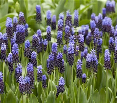 Muscari blau Muscari blau