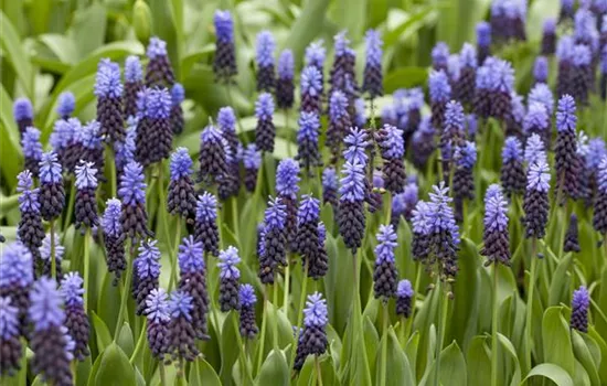 Muscari blau