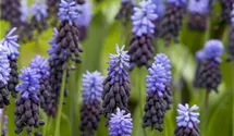 Muscari blau