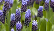 Muscari blau