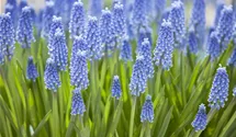 Muscari blau